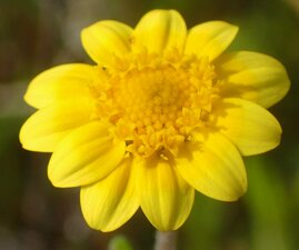Lasthenia californica flower